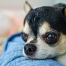 犬が飼い主に『あご乗せ』する心理4選　愛犬の気持ちに応えてあげるためにできることまで