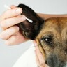 犬の『耳掃除』で絶対やってはいけないNG行為5選　危険なお手入れ方法や注意点まで