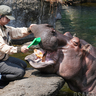 【動画】天王寺動物園で「カバのテツオ君と歯みがき教室」