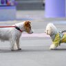 愛犬が他の犬に『威嚇している』ときの心理3つ　トラブルを起こさないために事前にすべき対策とは