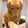 大型犬を『撫でるのやめてみた』結果…想定外な『催促方法』が尊すぎると392万再生「犬パンチｗ」「かわいすぎる罪で逮捕」「心がとろけた」