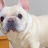 犬が『ちょっと来て！』と大騒ぎするので見に行ってみた結果…まさかの『可愛すぎる報告』に13万再生の反響「真剣で草」「助かって良かったｗ」