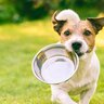 犬を危険に晒す『NGな食器の選び方』３選　避けたほうがいいモノの特徴や共通点とは？
