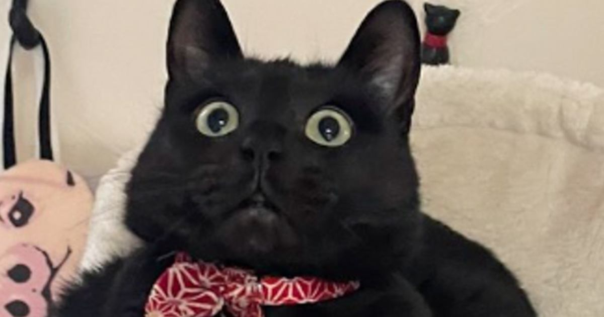 可愛い白猫黒猫ツインピアス2 可愛い白猫黒猫ツインピアス2 ◇新品◇BOX付き☆黒猫