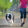 犬の『リード』正しい使い方とは？愛犬を危険に晒している可能性も…事故を防ぐために意識すべきことまで