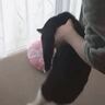 湯たんぽを温め直そうと猫をどかしたら…ニヤニヤが止まらない『まさかの姿』が103万表示「もう一個買ったげてｗ」「10回くらい見たｗ」