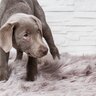 『臆病な犬』がみせるサイン4選　警戒心が強い性格になる要因や安心感を与える方法まで