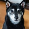 シニア犬が過ごしやすい『快適な部屋』とは　愛犬がリラックスできる環境の作り方を解説