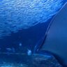 【マリンピア日本海】約1,600匹ものマイワシが塊になって乱舞！日本海大水槽に大注目|新潟市中央区