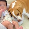 犬が『赤ちゃんを愛し過ぎた』結果…絶対にそばを離れない様子が愛おしいと16万再生「素敵な関係」「可愛すぎて涙が出ちゃう」