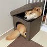 頭隠さず尻も隠さず　小さな箱にギチギチに詰まった柴犬