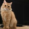 『あまり大きくならない猫種』3選　それぞれの特徴・性格から、小さい猫ならではのお世話のポイントまで