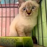 目をまんまるにして“ご飯拒否”する元野良猫→離れてモニタリングした結果…まさかの『今後が楽しみになる光景』に「安心した」「可愛すぎ」