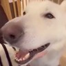 ナデナデが大好きでおっとりした大型犬→パピー時代を見てみると…意外すぎる光景が10万再生「天使のような可愛さ」「想像がつかないｗ」の声