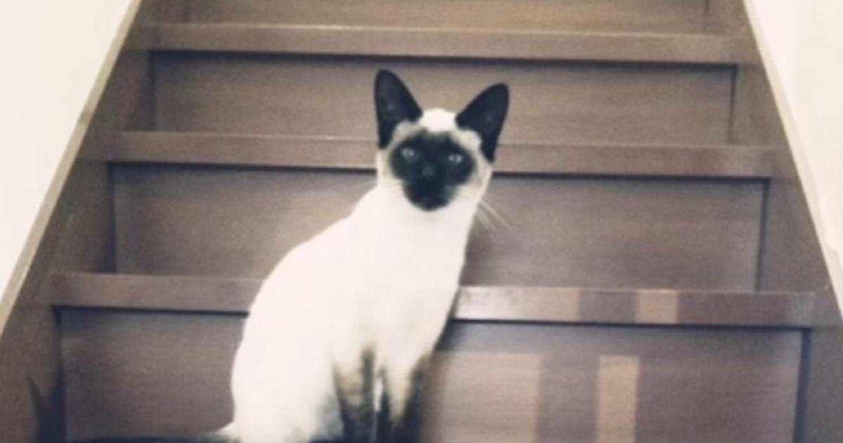 駆け降りる猫 I went for a walk with a former stray cat that had been a