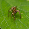 クモの半数は巣を作らない？！「ジャンピング・スパイダー」英名の由来となる獲物の捕獲方法とは？【眠れなくなるほど面白い
