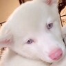 真っ白でふわふわな『アルビノの保護子犬』を飼った結果…まるでもののけ姫のような『ビフォーアフター』が34万再生「ギャップたまらんｗ」の声