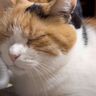 お父さんにフルコースでエステしてもらう猫！