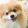 犬が『褒めてほしい』ときにみせるサイン5選　愛犬に伝わりやすい飼い主の褒め方とは？