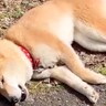 散歩中に爆睡している犬を撮影→なぜか熱唱し始め…衝撃的な『まさかの歌声』が71万再生「演歌で草」「前世は人間説が濃厚すぎるｗ」と爆笑