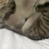 先輩をなめていた子猫→反撃をくらった結果…思わず爆笑してしまう『可愛すぎる瞬間』が76万表示「叫び声が聞こえてくるｗ」「捕食されてて草」