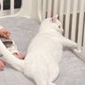 ヒーターの前でくつろいでいた猫→しっぽを見てみると、赤ちゃんが…『まさかの光景』が415万表示「どちらも尊い」「なぜ気づかない！？」