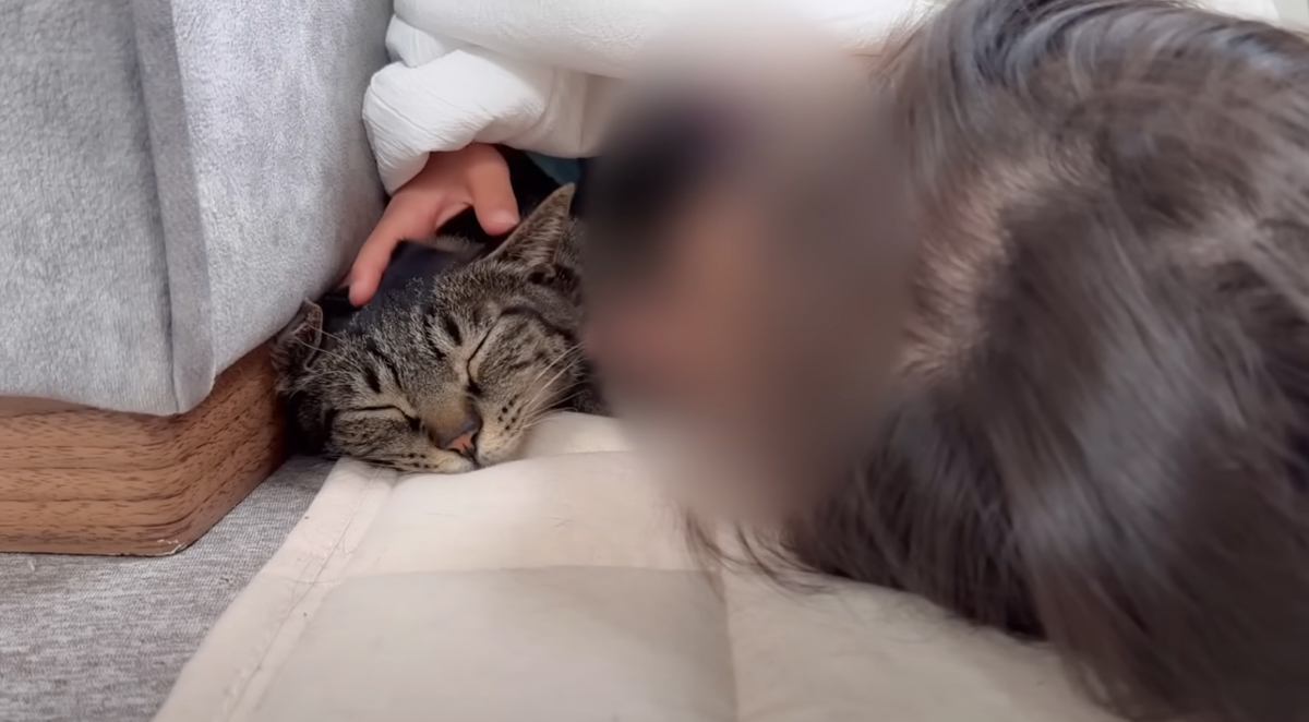 吸盤式キャットタワーで猫ちゃん空中散歩「JOYCATスカイトンネル