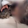 ５歳の女の子が寝込んでいると、猫が…『優しい光景』に思わず涙がでてくると11万再生「薬なくても治りそう」「早く元気になりますように」