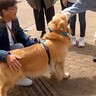 犬が旅行で人に絡んだ結果…お姉さんとおじさんに見せた『まさかの対応』に爆笑の声「態度違い過ぎて草」「お姉さんの圧勝ｗ」と14万再生