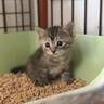 生後24日目の赤ちゃん猫が『トイレの上で鳴いている』と思ったら…尊すぎる『成長記録』が7万再生の反響「すごいね」「あ〜癒やされる」