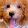 『最終的に顔周りの毛の色になる』と言われた子犬…１年後→『完全に別犬のように変化した姿』に「ダッフィーみたい」「こんな変化するの？」の声