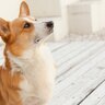 犬を落ち着かせたいときに効果的な言葉3つ　生活の中で活用できる魔法の言葉とは