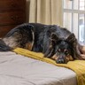 部屋の写真を撮った結果→魅力を引き立てる大型犬の姿に2万3000いいねの反響「犬のいる暮らしって素敵」「生きる美術品だわ」と絶賛の声