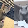 『猫の驚いた表情』を過去と比較した結果…衝撃の『ビフォー・アフター』が41万再生「なぜｗｗ」「アフターが強すぎるｗｗ」