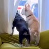 お友達が家にきたら、2匹の犬が大興奮して…思った以上の『熱烈歓迎』が愛おしいと43万再生「ヤキモチ可愛い」「全身で喜んでるの伝わる」