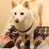おばあちゃんの家から帰ろうとしたら、犬が…まるで人の子どものような『辛辣な帰宅拒否』が54万再生「芯強くて草」「待遇いいのがわかるｗ」