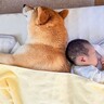 犬と赤ちゃんが『一緒に眠った』結果…尊すぎる『見守り行動』が平和そのものだと18万表示「最高」「背中は任せろって言ってそう」と大絶賛