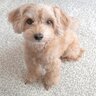 犬が飼い主を『怪しい』と感じているときの仕草や行動5つ　愛犬に不信感を抱かせないためにできることとは