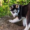 犬が持っている『習性と能力』4つ　飼う前に理解しておくべきポイントとは