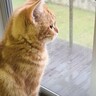 突然の落雷→子猫がいる１階に向かってみたら、ハスキー犬の上で…『可愛すぎる瞬間』に癒されると10万再生「頼れるお兄ちゃん」「尊い」