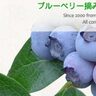 九重町のベリージュファームで『開園20周年祭』が開催されます