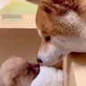 赤ちゃん犬の名前に悩む家族→先住犬に決めてもらおうとしたら…想像を超える『天才的な行動』が699万再生「ちゃんと話しながら決めてて凄い」