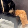赤ちゃん犬が先輩たちと暮らした結果…『一緒にお水が飲みたい』一生懸命にマネする光景が尊すぎると116万再生「優しい世界」「必死で可愛い」