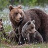 犬の散歩中に遭遇すると危険な野生動物4選　愛犬の命に危険が及ぶ前に注意点と対処法を知っておこう