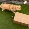 大型犬に『遊んでいた女の子が突然姿を消すドッキリ』を仕掛けてみたら…愛おしい結末に「イリュージョンｗ」「楽しそう」と2万再生