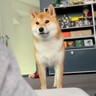 部屋でゴロゴロしていたら、犬が…かわいすぎる『取り立て屋』になる光景に12万再生の反響「要求してるのねｗ」「なんて可愛いの」と話題