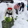 上越市牧区で雪下キャベツ「ゆきひめ」収穫始まる　みずみずしく甘み凝縮