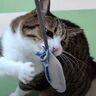 ボロボロになった猫じゃらしをリメイク