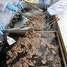 苅藻駅近くの中央卸売市場西部市場で『お肉フェスタ』が開催されるみたい。お肉づくしの「食肉まつり」が8年ぶり復活