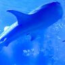 海を回遊する魚類最大の種＜ジンベエザメ＞　減少傾向にある原因は人間？